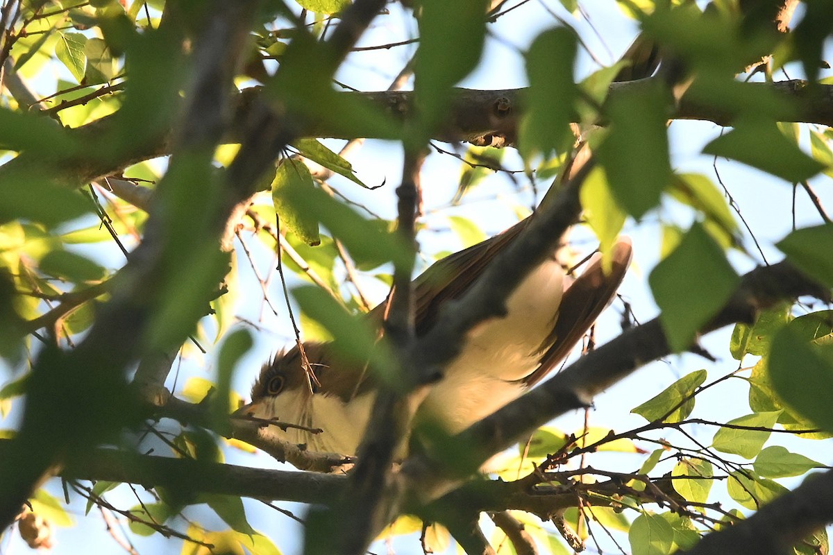 Yellow-billed Cuckoo - ML643624505