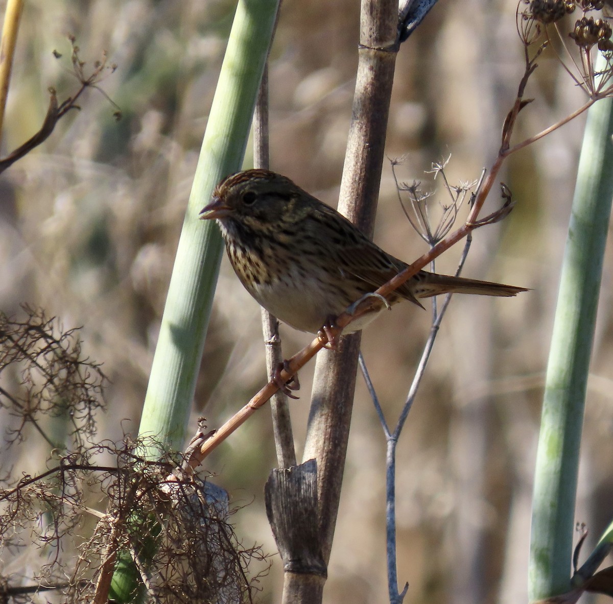 Lincoln's Sparrow - ML643624518