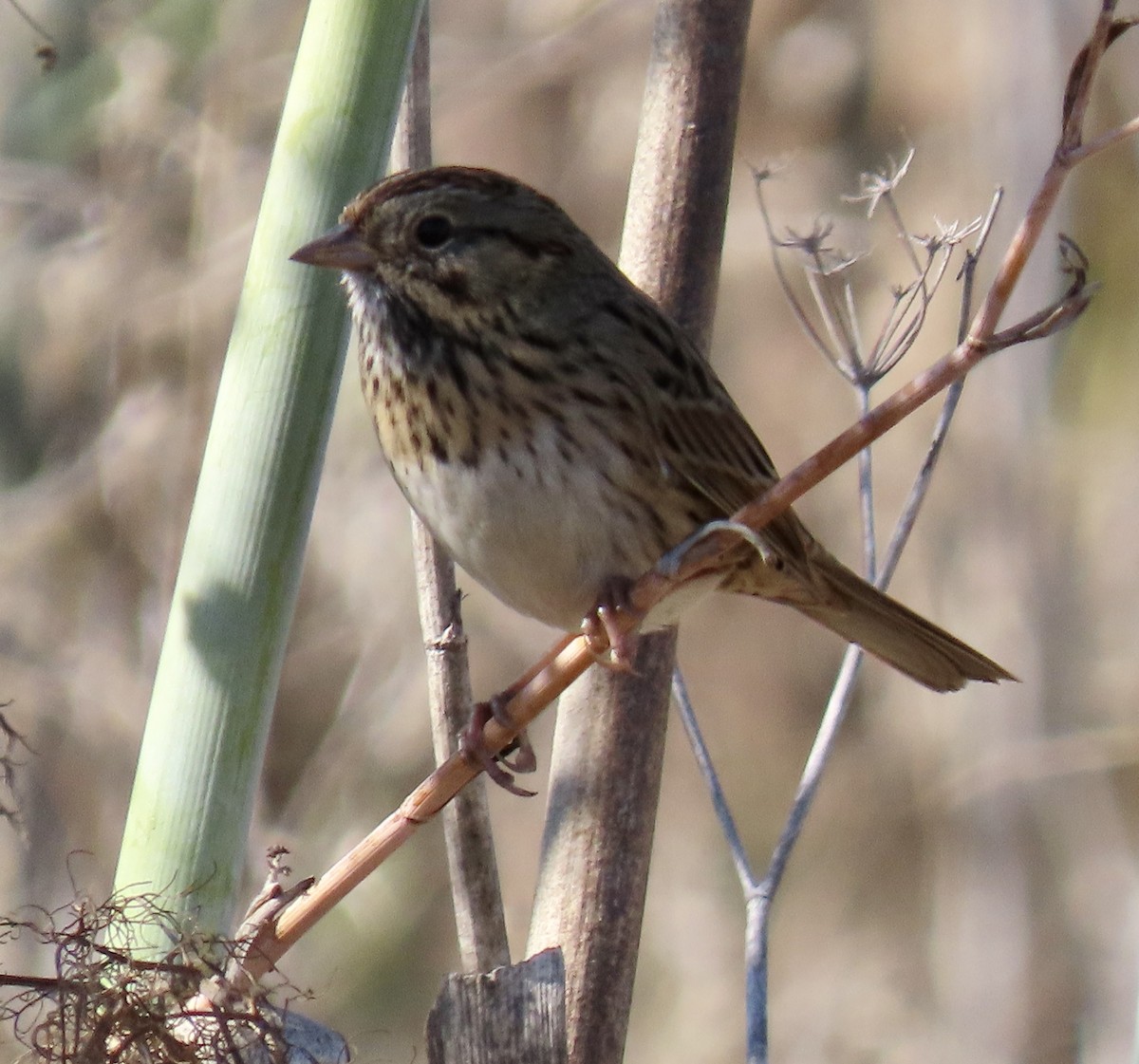 Lincoln's Sparrow - ML643624519