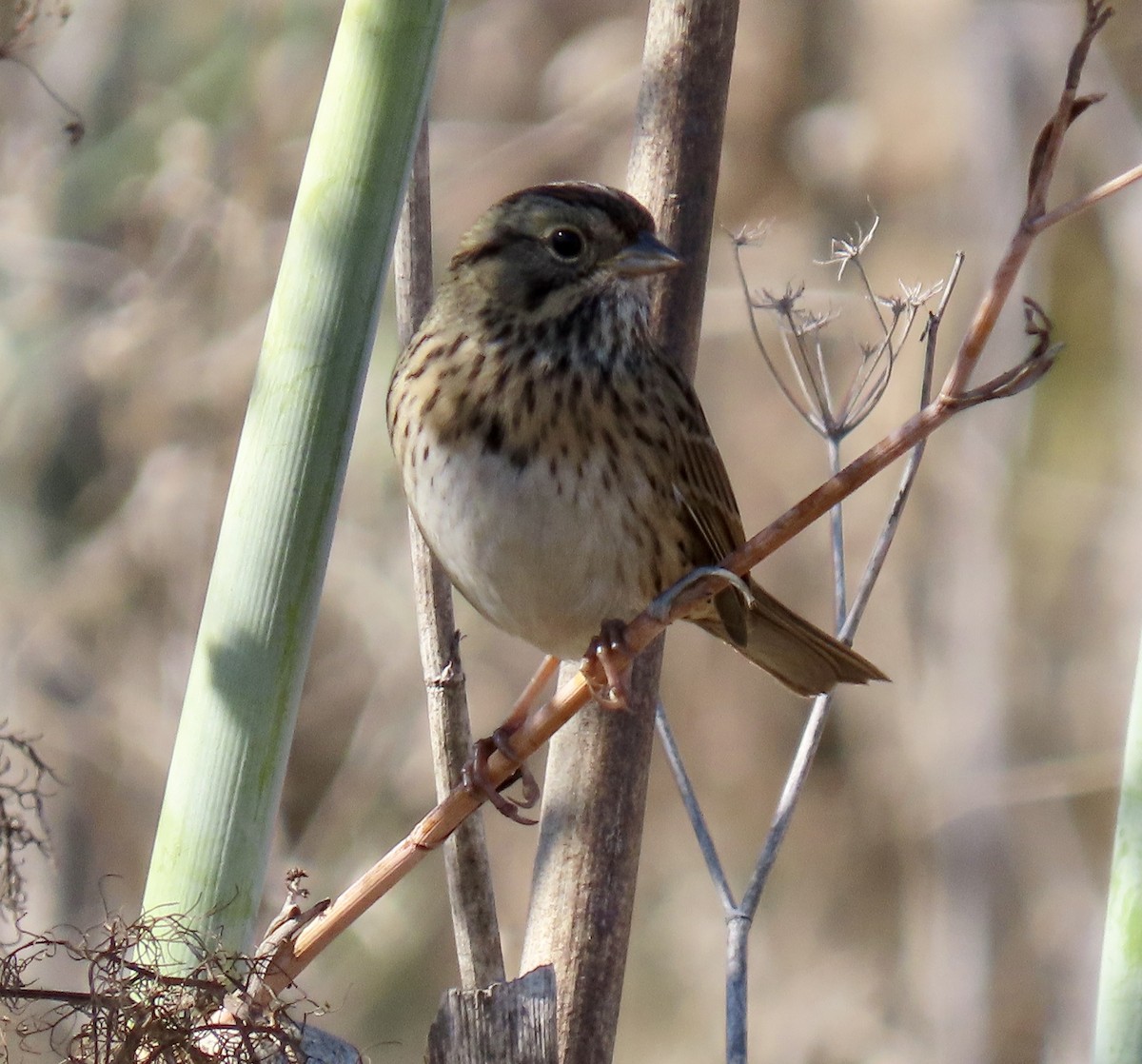 Lincoln's Sparrow - ML643624520