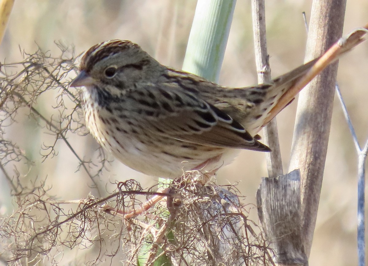Lincoln's Sparrow - ML643624521