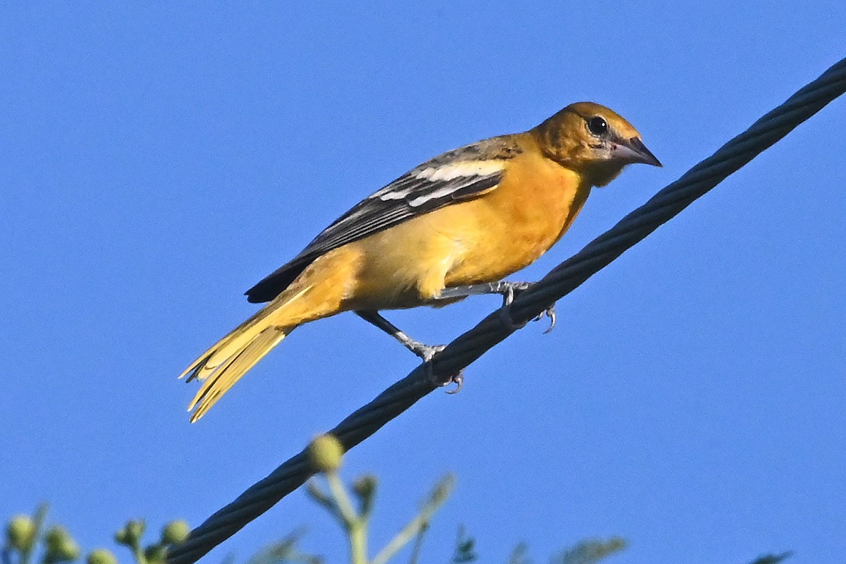 Baltimoretrupial - ML643624523