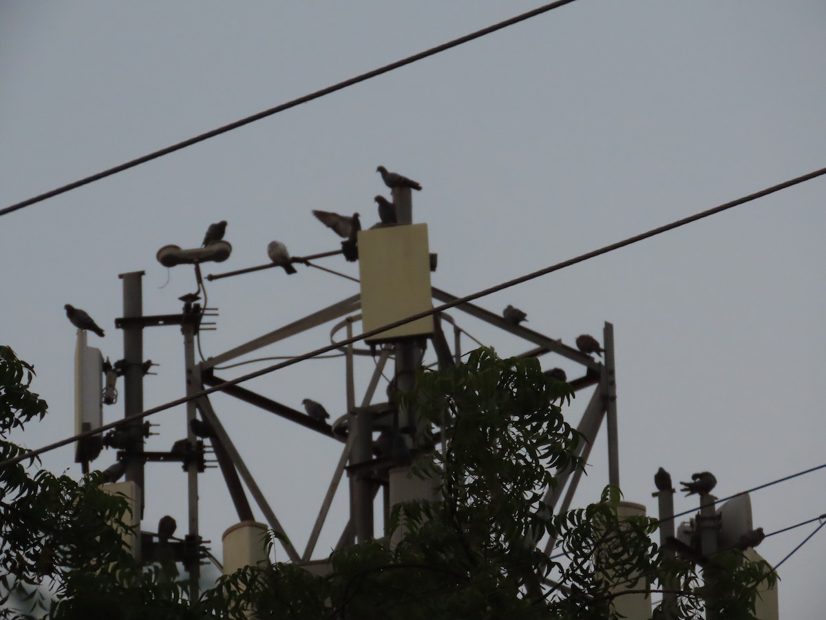 Rock Pigeon (Feral Pigeon) - ML643624535