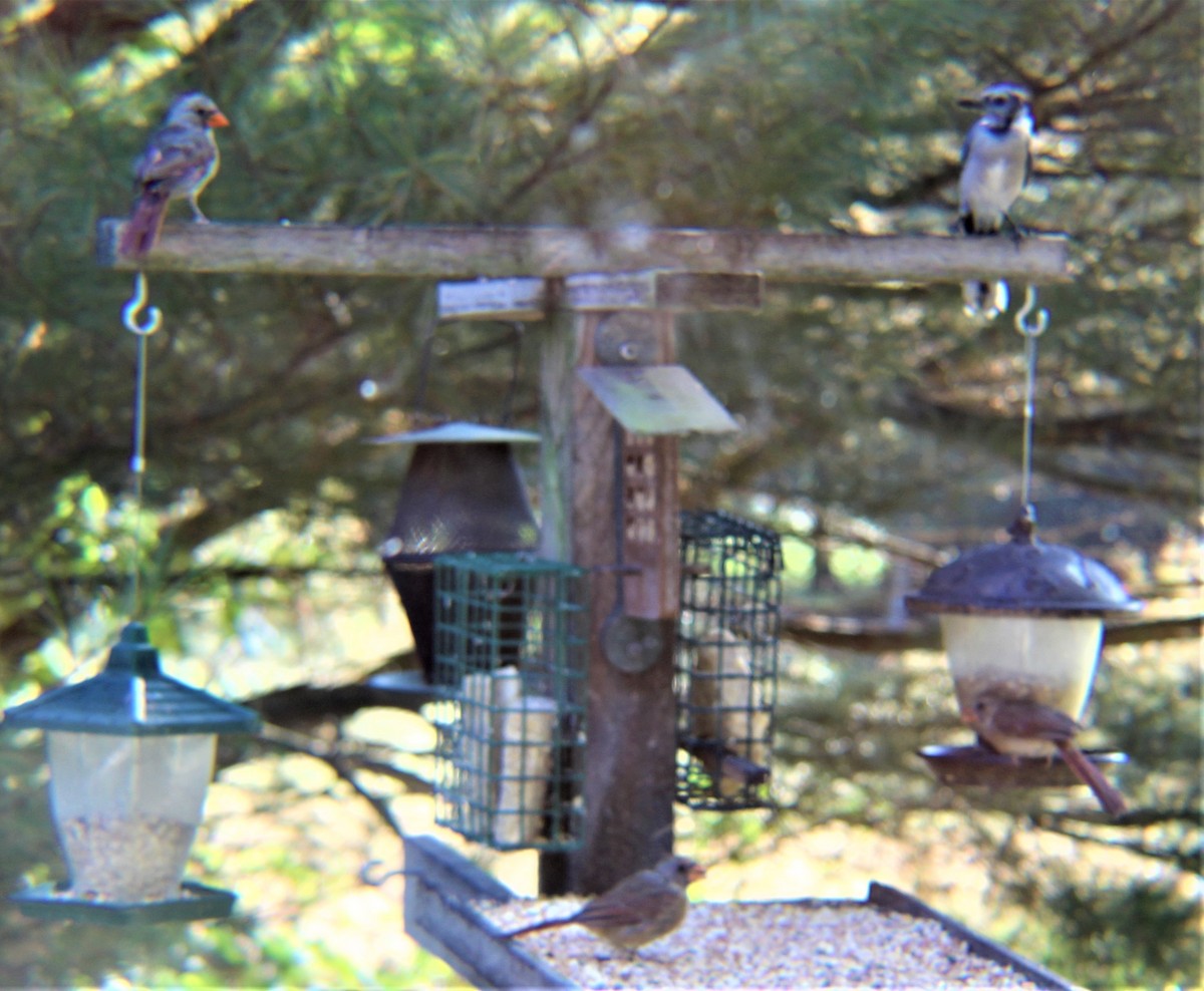 Blue Jay - ML643624553