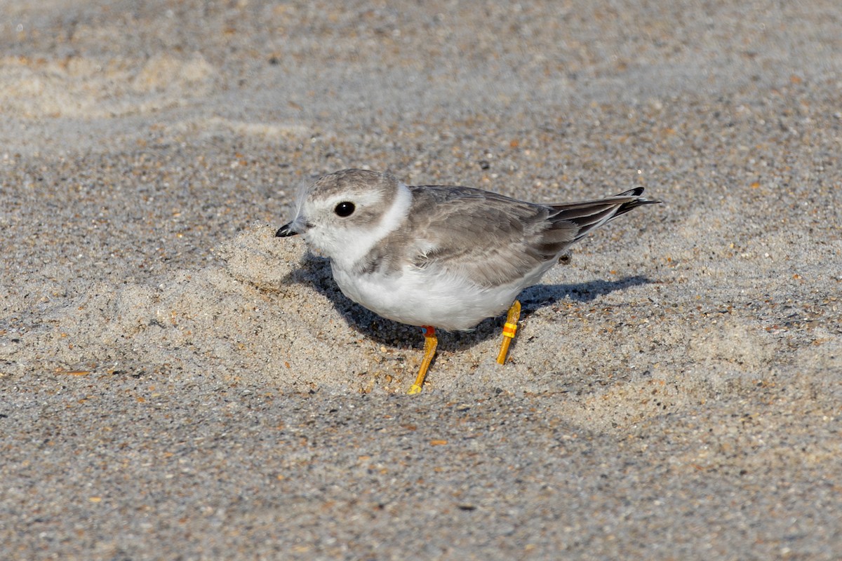 Piping Plover - ML643624555
