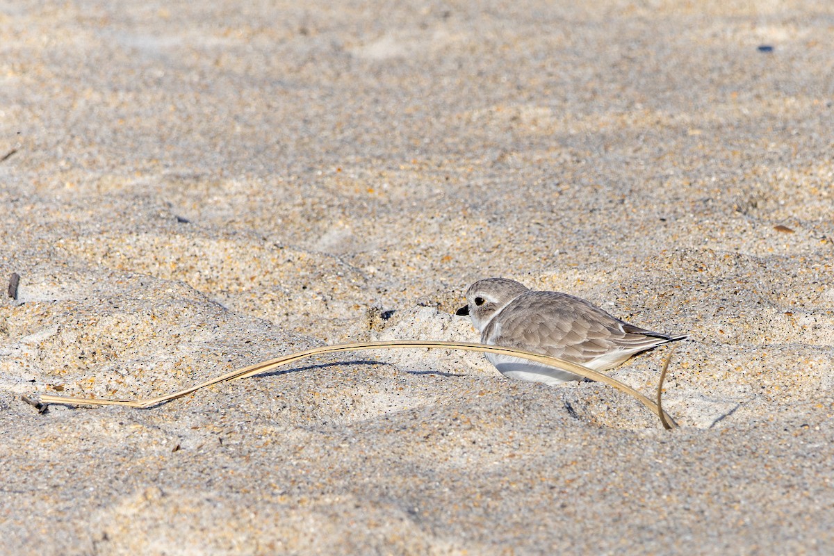 Piping Plover - ML643624556