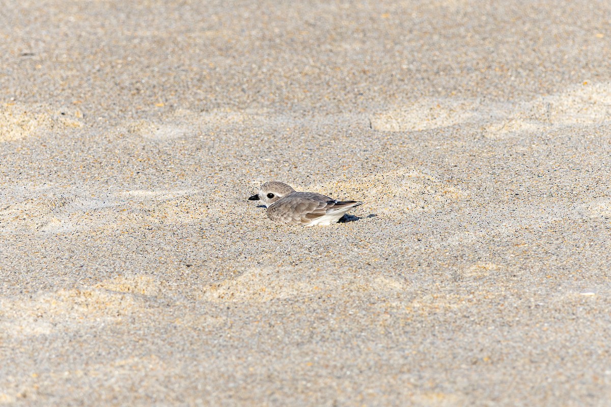 Piping Plover - ML643624557