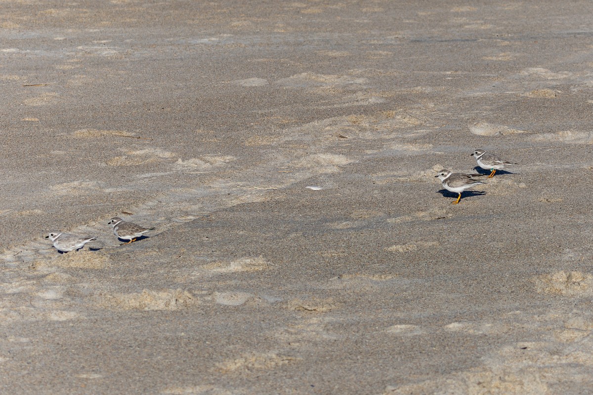 Piping Plover - ML643624558