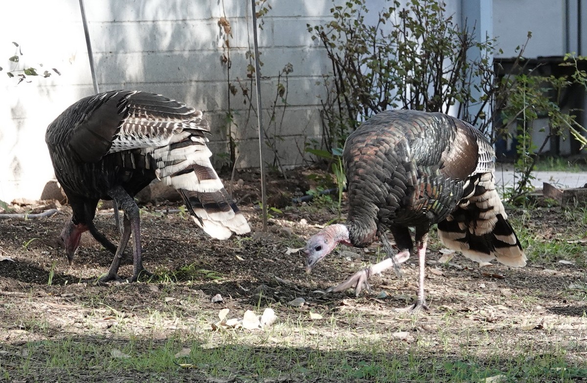 Wild Turkey - ML643624564