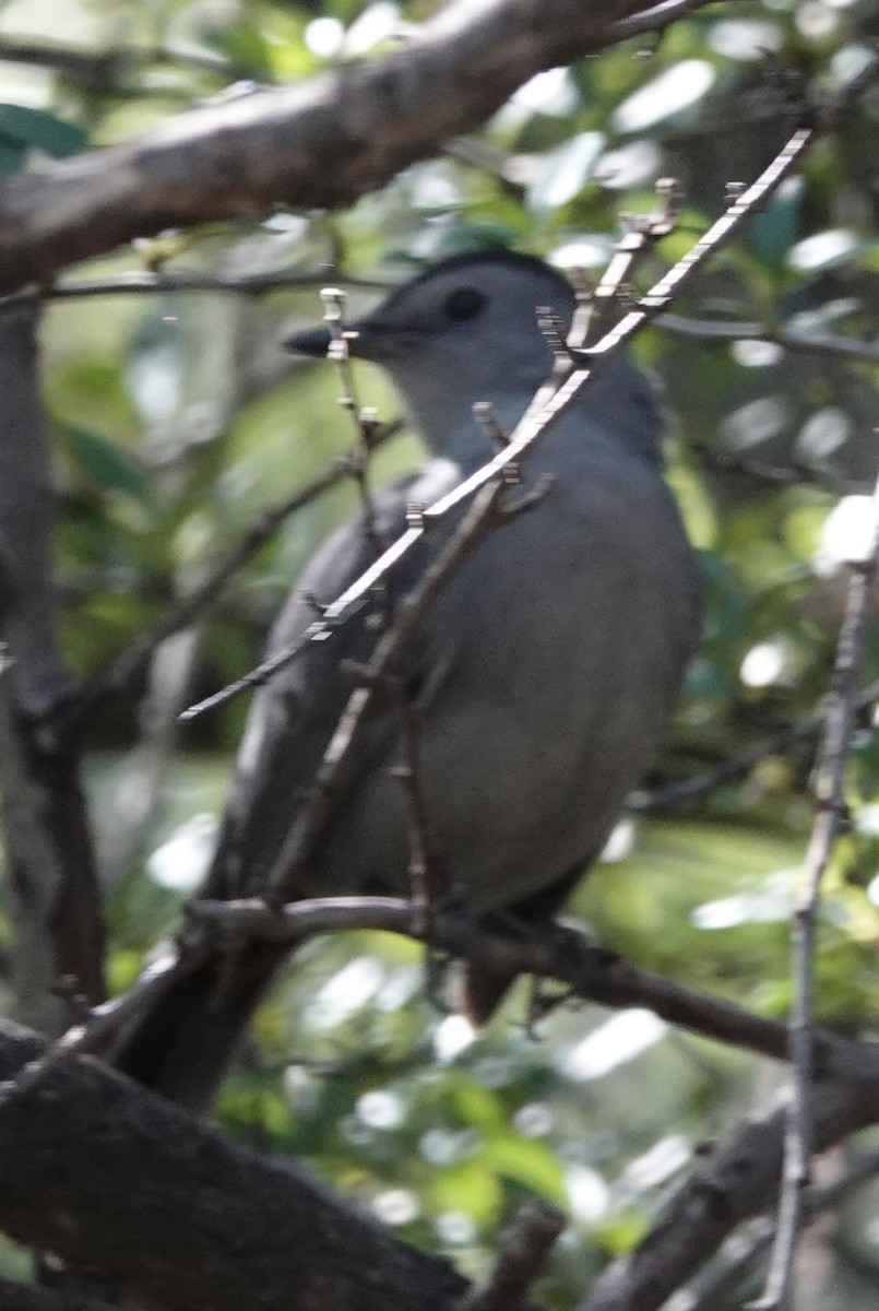 Gray Catbird - ML643624570