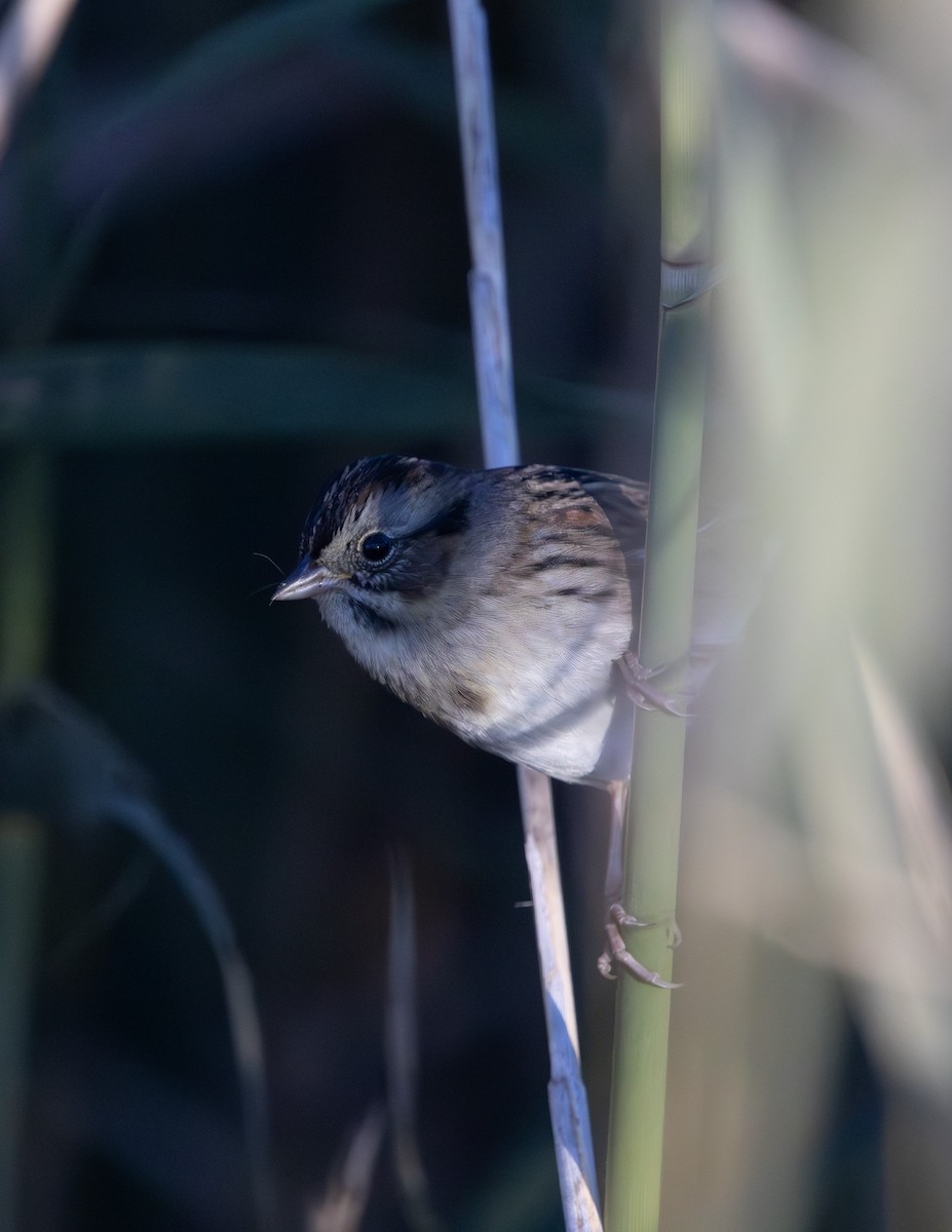Swamp Sparrow - ML643624592