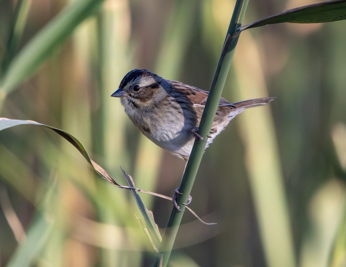 Swamp Sparrow - ML643624593