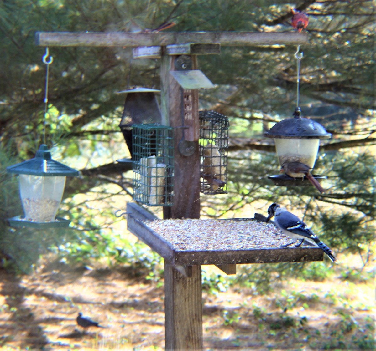 Blue Jay - ML643624607