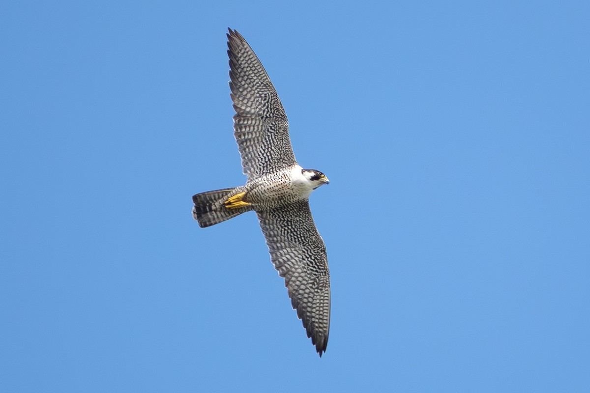 Peregrine Falcon - ML643624609