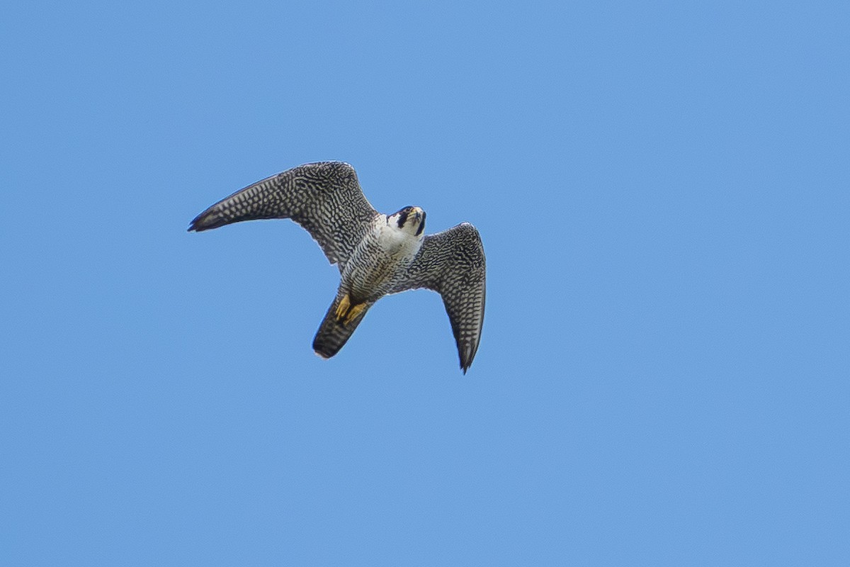Peregrine Falcon - ML643624610