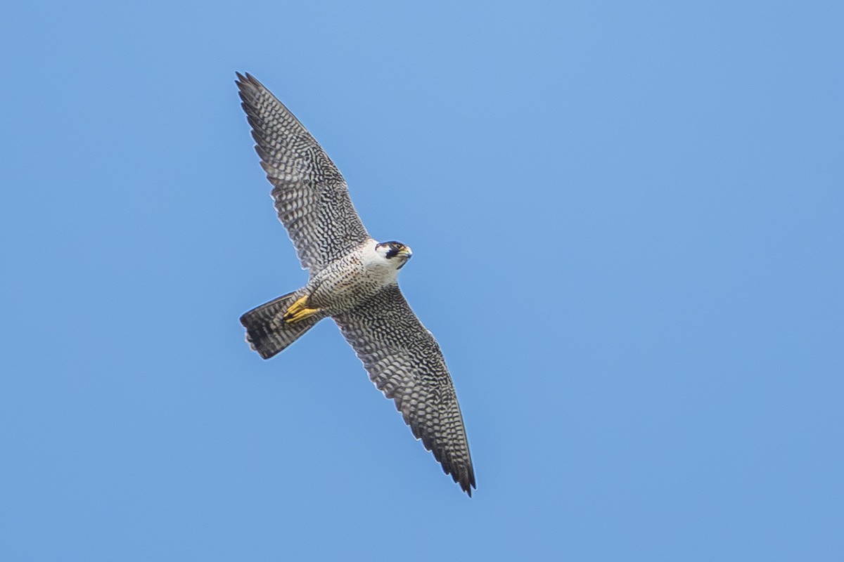 Peregrine Falcon - ML643624611
