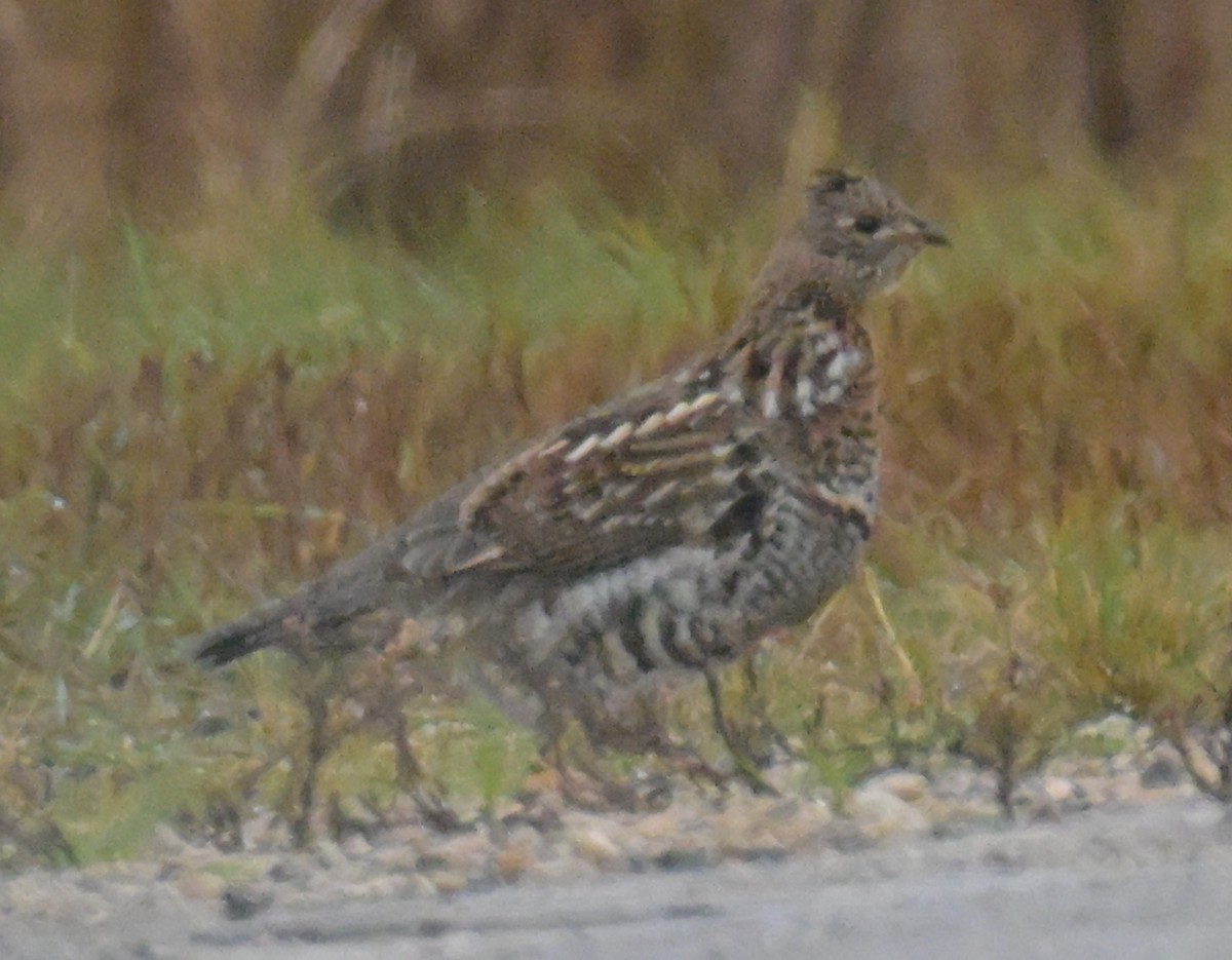 エリマキライチョウ - ML643624646