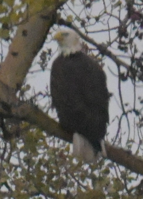 ハクトウワシ - ML643624663