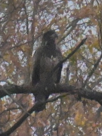 ハクトウワシ - ML643624664