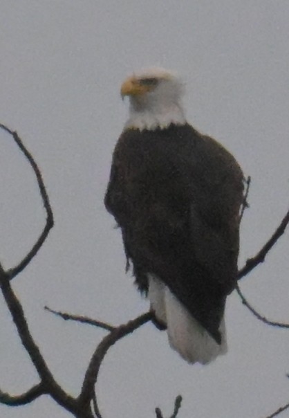 ハクトウワシ - ML643624665