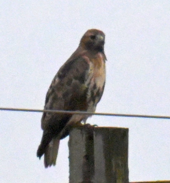 アカオノスリ - ML643624676