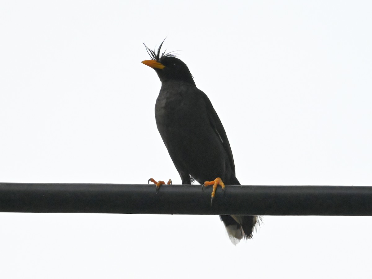 Great Myna - ML643624681