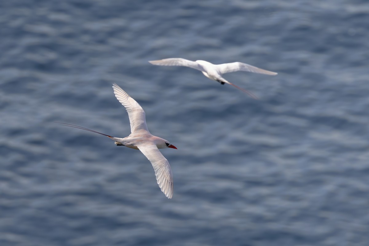 Red-tailed Tropicbird - ML643624684