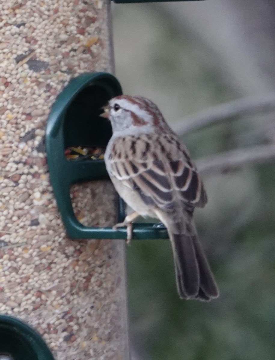 Rufous-winged Sparrow - ML643624696