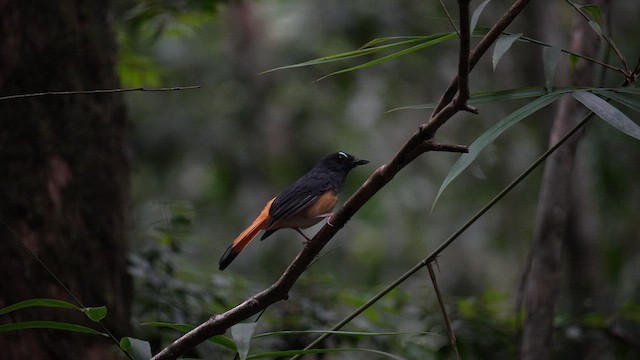 Rufous-tailed Shama - ML643624713