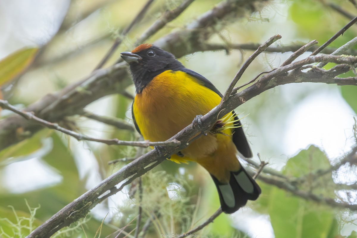 Orange-bellied Euphonia - ML643624715