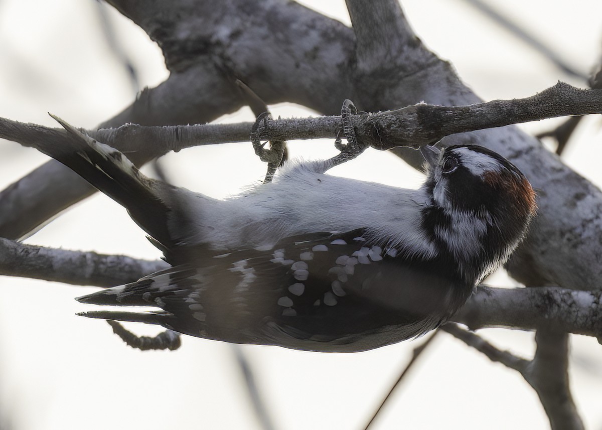 Downy Woodpecker - ML643624717