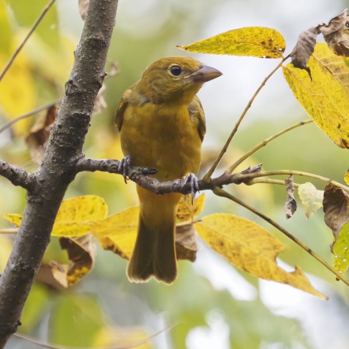 Summer Tanager - ML643624719
