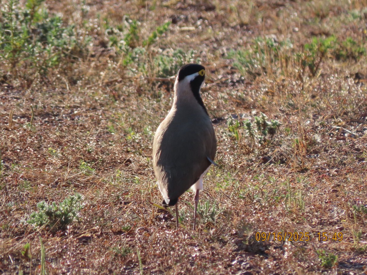 Banded Lapwing - ML643624730