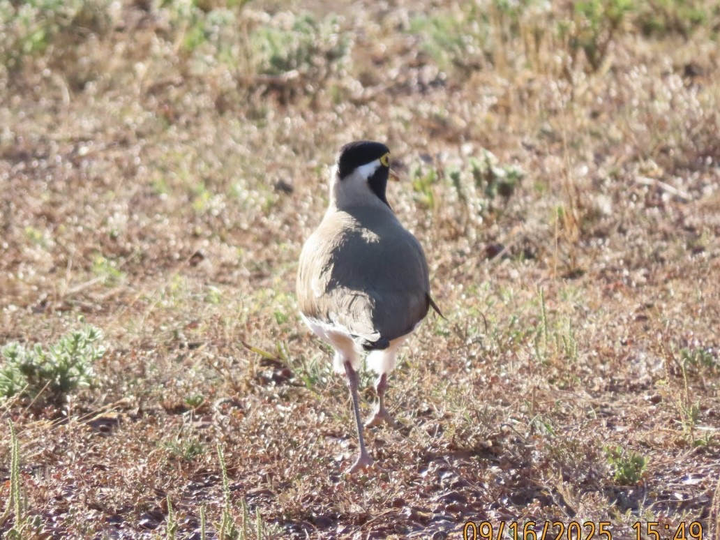 Banded Lapwing - ML643624731