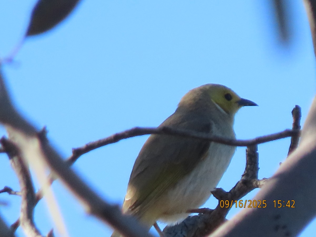 White-plumed Honeyeater - ML643624753