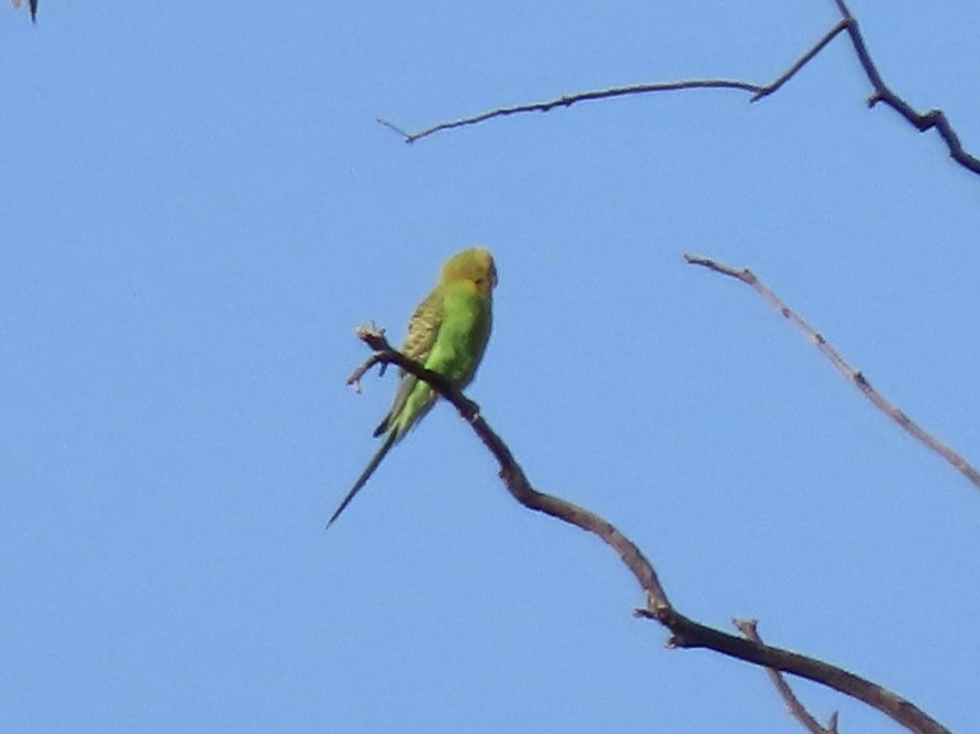 Budgerigar - ML643624778