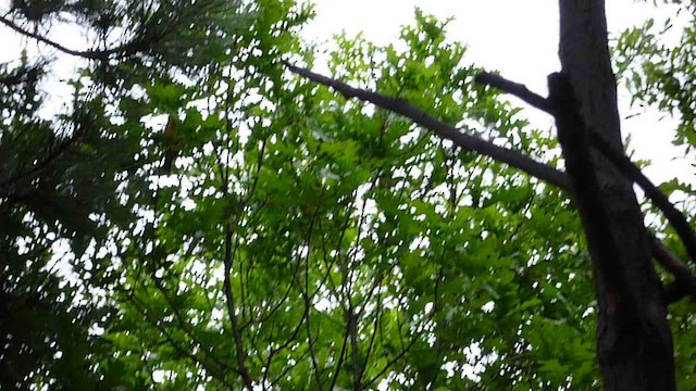 Western x Flame-colored Tanager (hybrid) - ML643624794