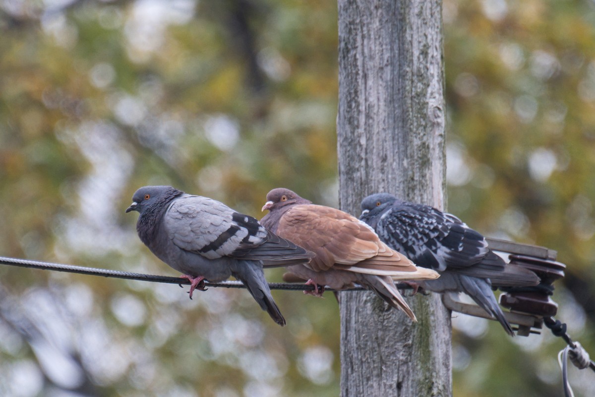 Rock Pigeon (Feral Pigeon) - ML643624797