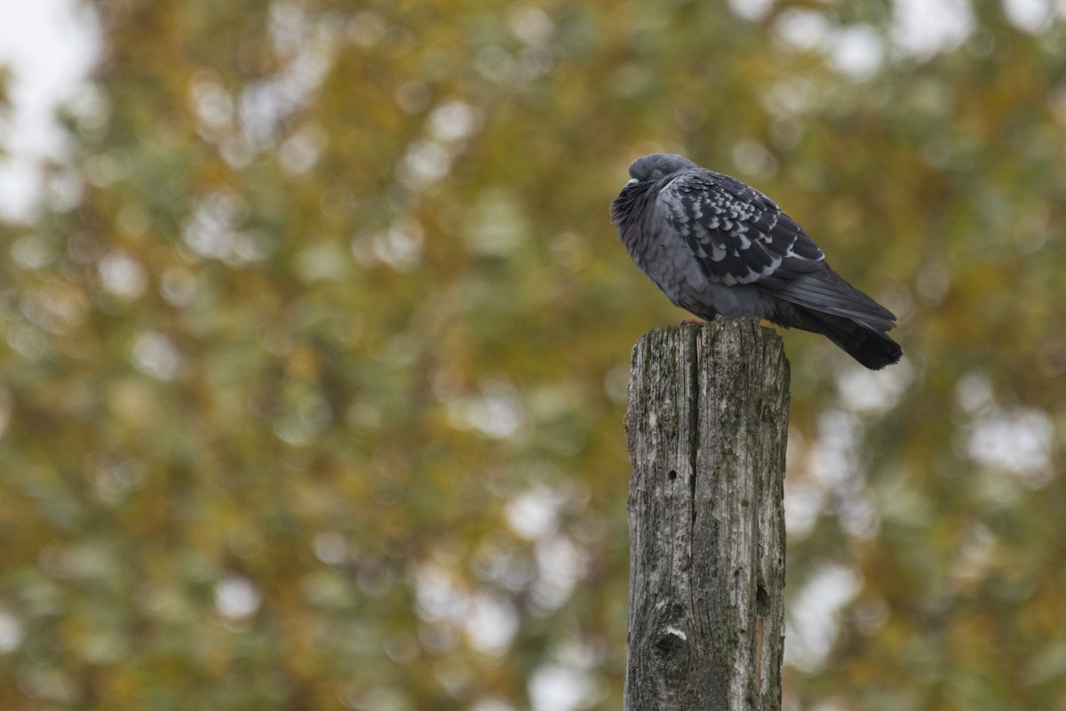 Rock Pigeon (Feral Pigeon) - ML643624798