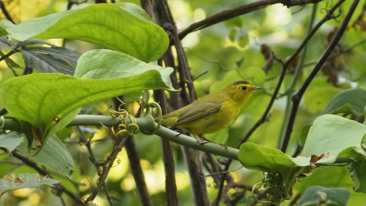 Wilson's Warbler - ML643624799