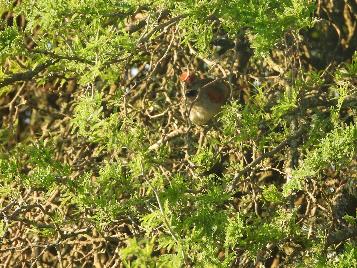 Sooty-fronted Spinetail - ML643624806