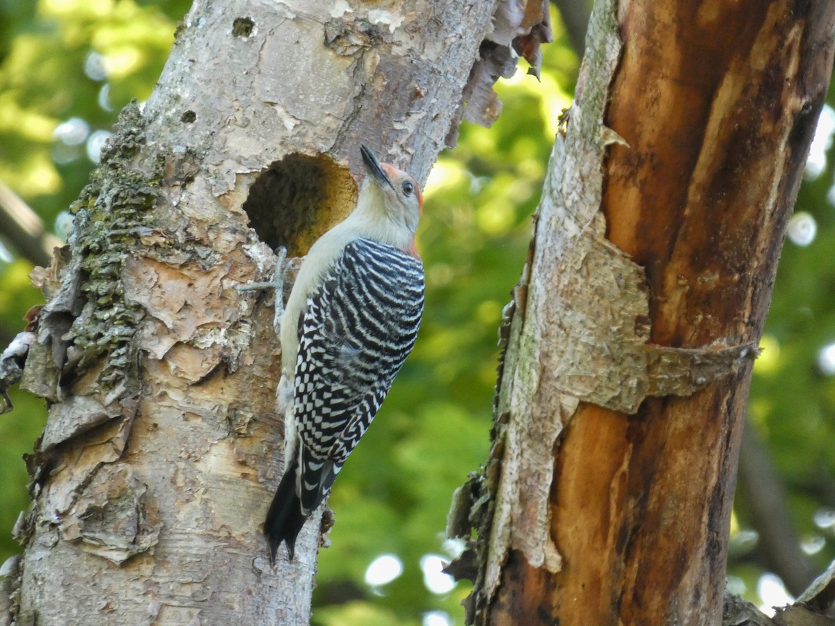 Red-bellied Woodpecker - ML643624818