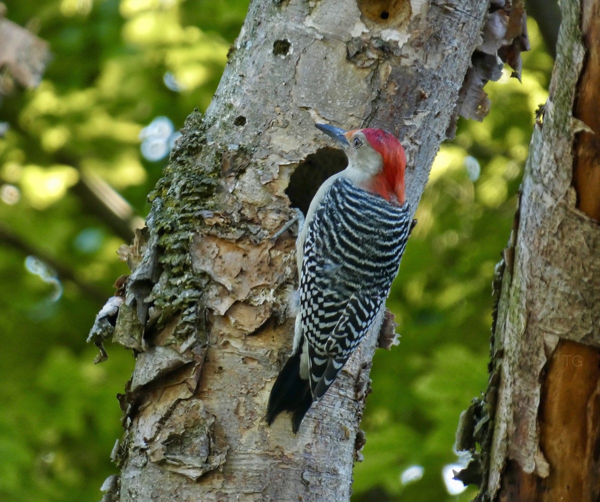 Red-bellied Woodpecker - ML643624819