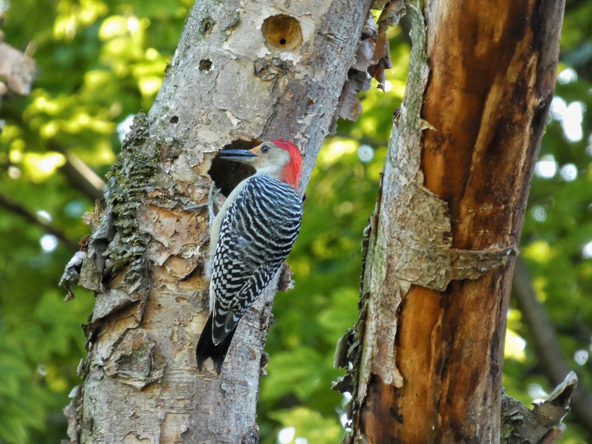Red-bellied Woodpecker - ML643624820