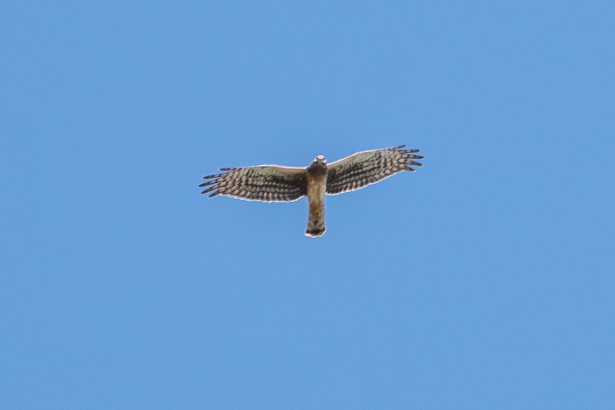 Northern Harrier - ML643624821