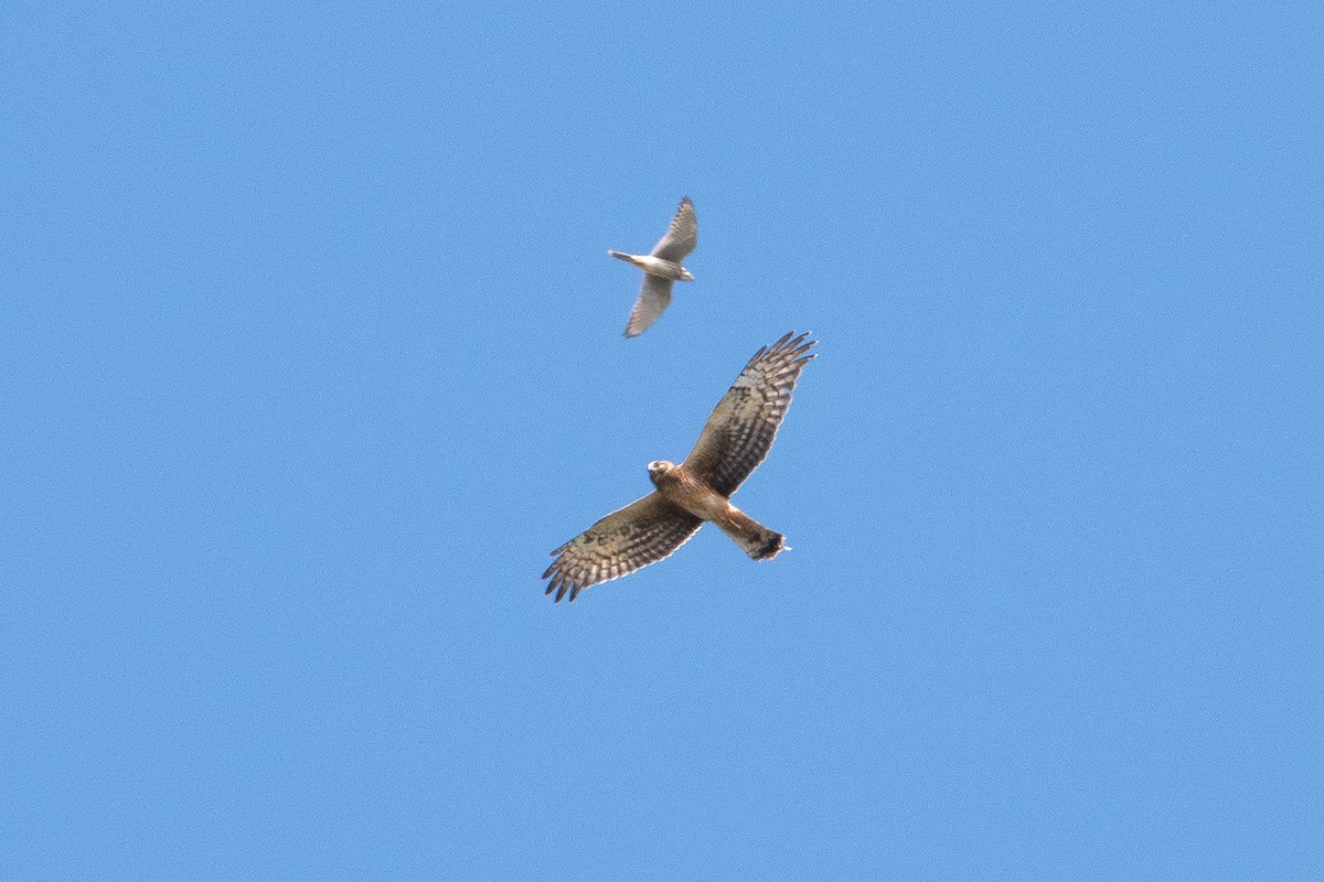 Northern Harrier - ML643624822