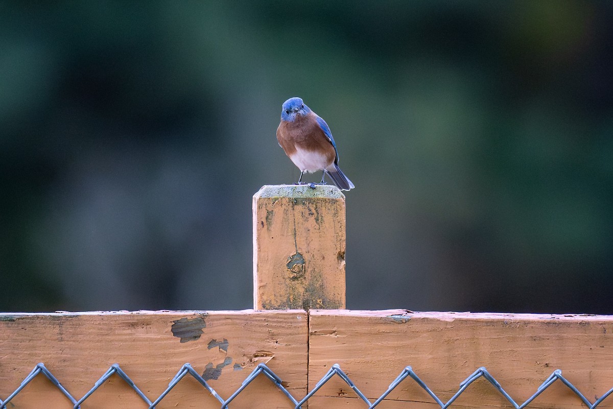 Eastern Bluebird - ML643624830