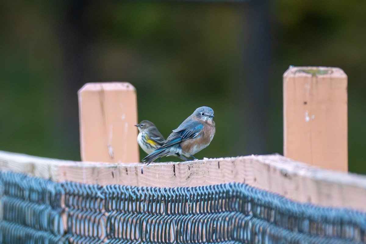 Eastern Bluebird - ML643624845