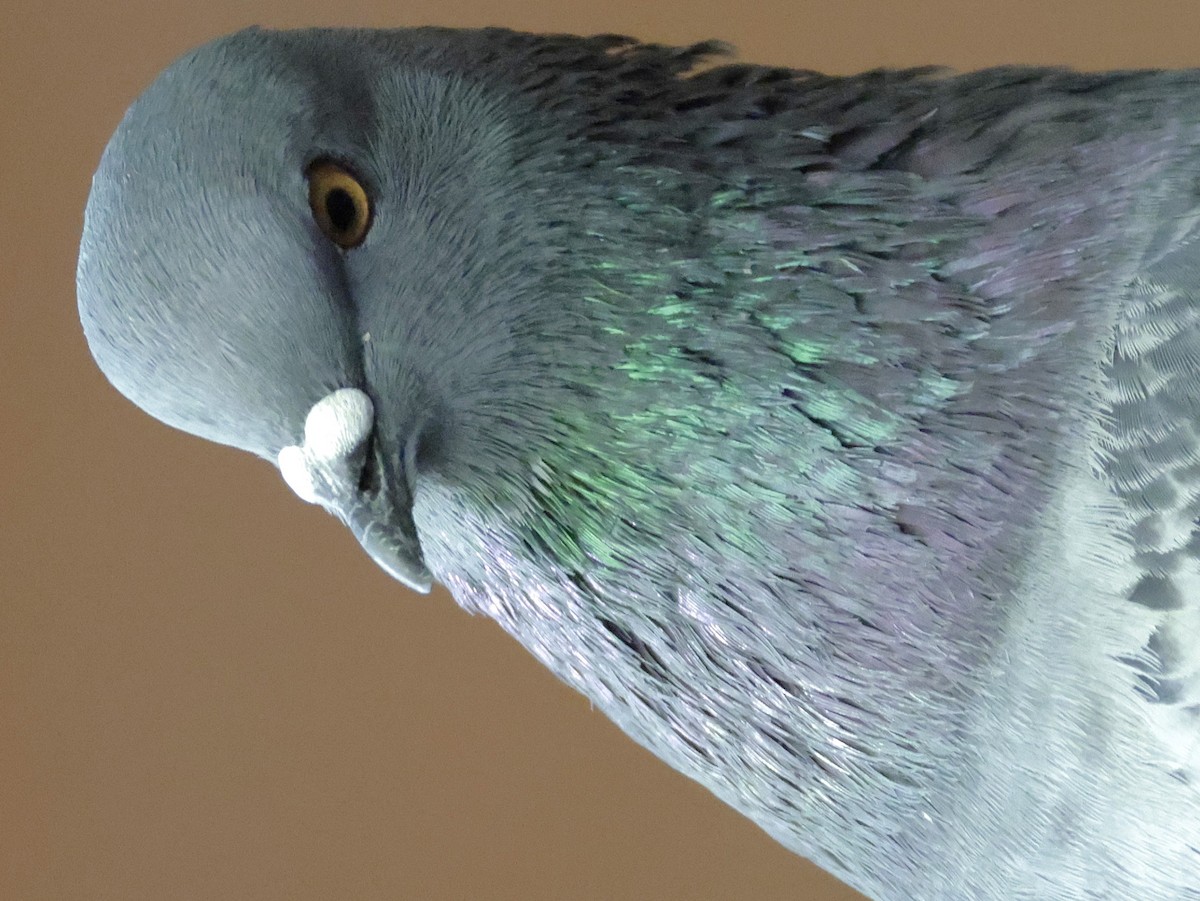 Rock Pigeon (Feral Pigeon) - ML643624847