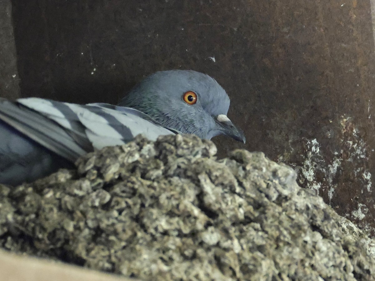 Rock Pigeon (Feral Pigeon) - ML643624849